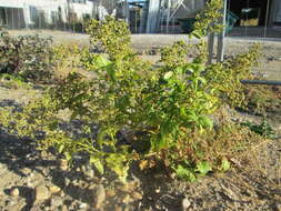 Image de Chenopodiastrum hybridum (L.) S. Fuentes, Uotila & Borsch