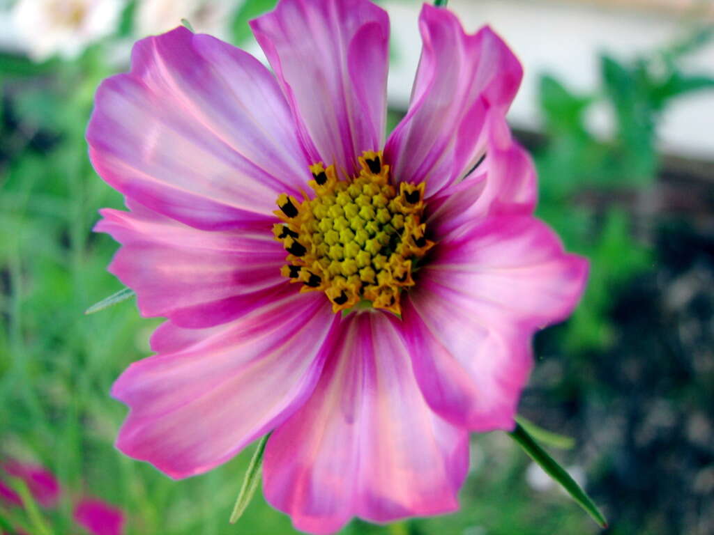 Image of garden cosmos