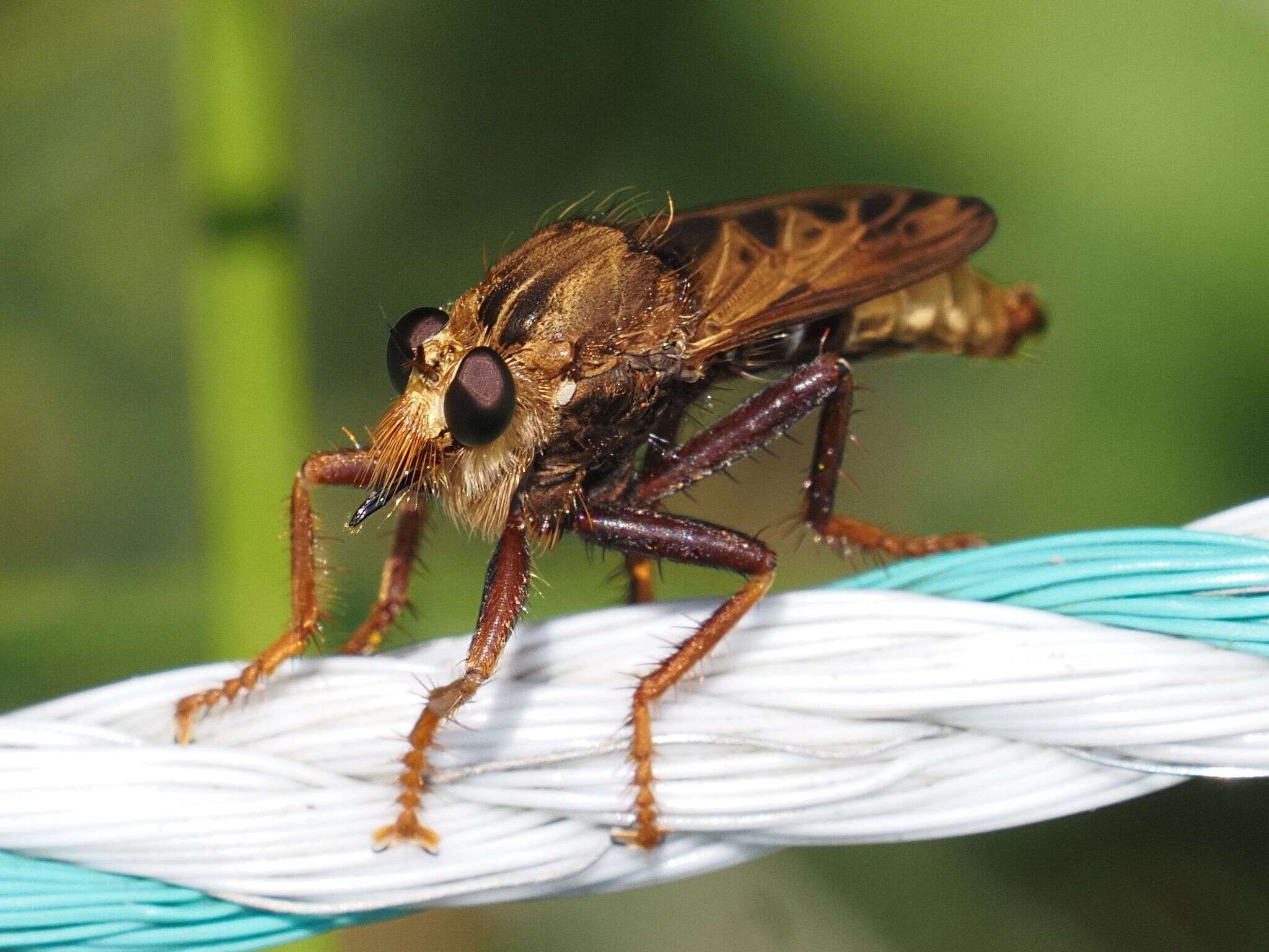 Image of Hornet robberfly