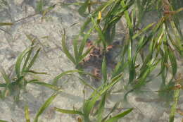 Image of chocolate chip sea star