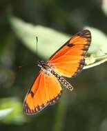 Image of Acraea eponina Cramer 1780