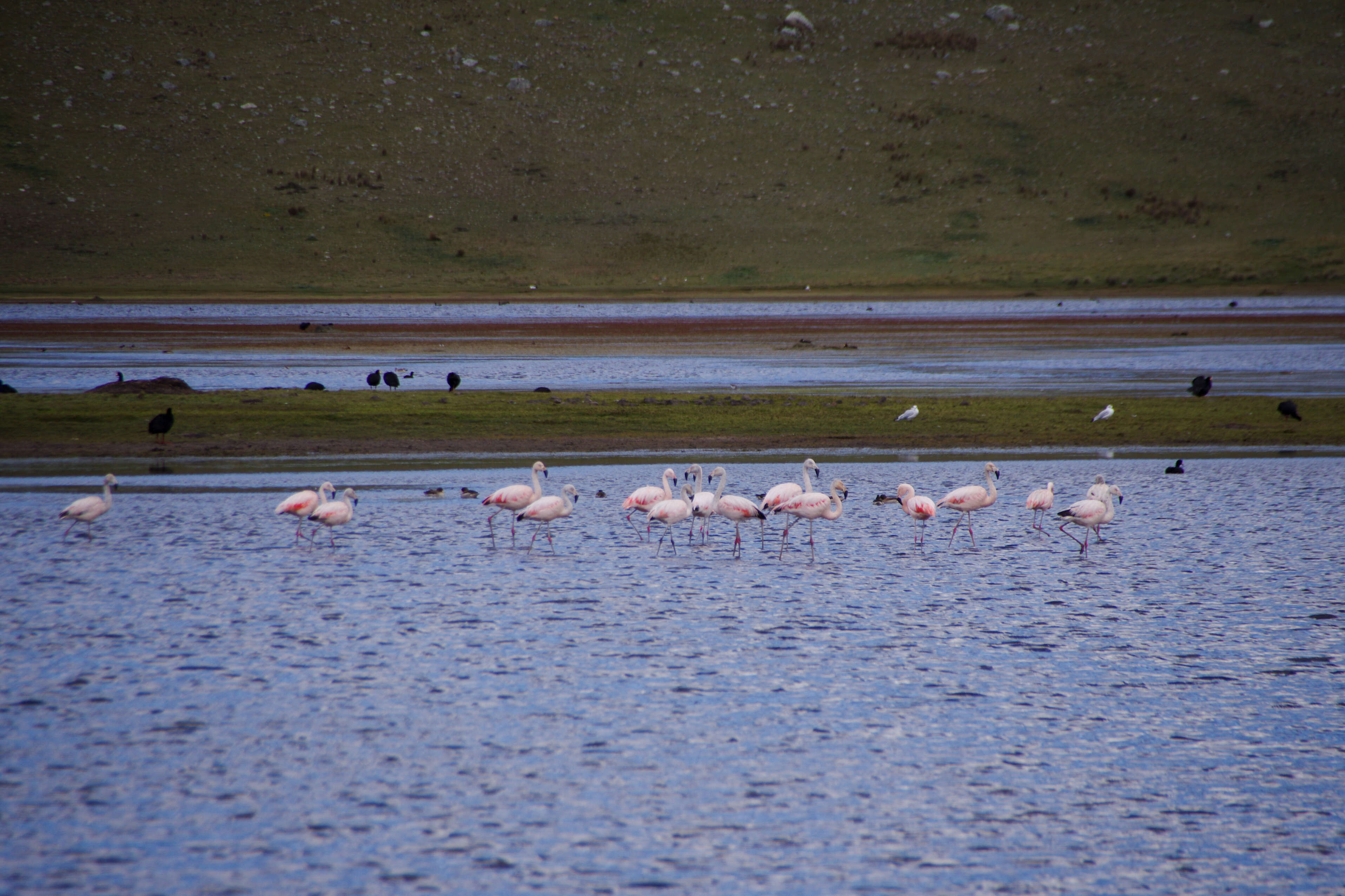 Imagem de Phoenicopterus chilensis Molina 1782