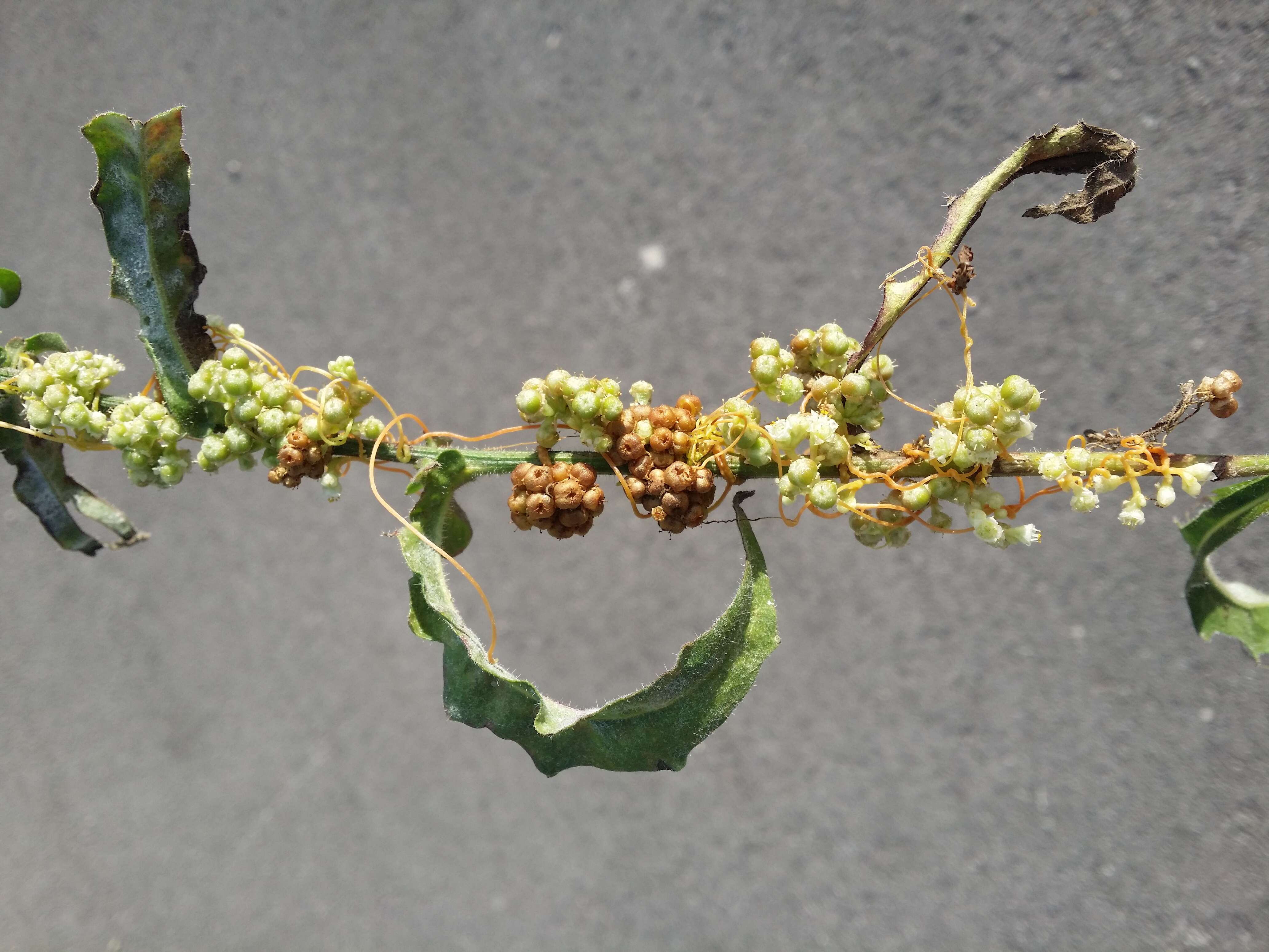 Image of Cuscuta campestris