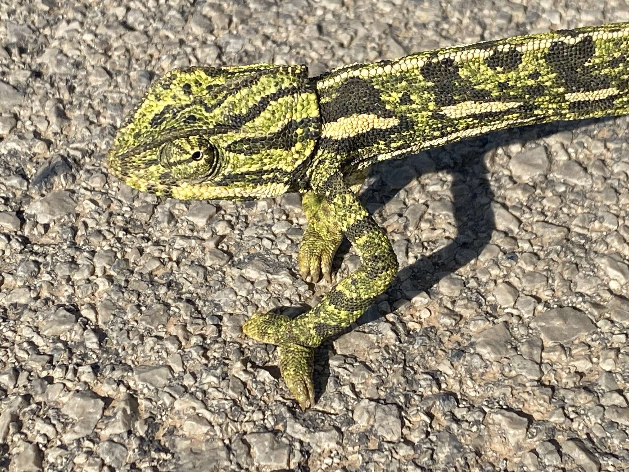 Image de Caméléon commun