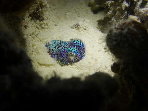 Image of Humming-bird Bobtail Squid