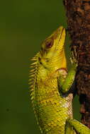 صورة Calotes nemoricola Jerdon 1853