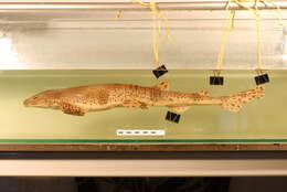 Image of Lesser Spotted Dogfish