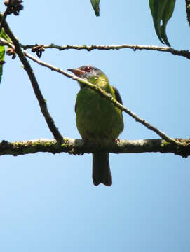 Image of Blue Dacnis