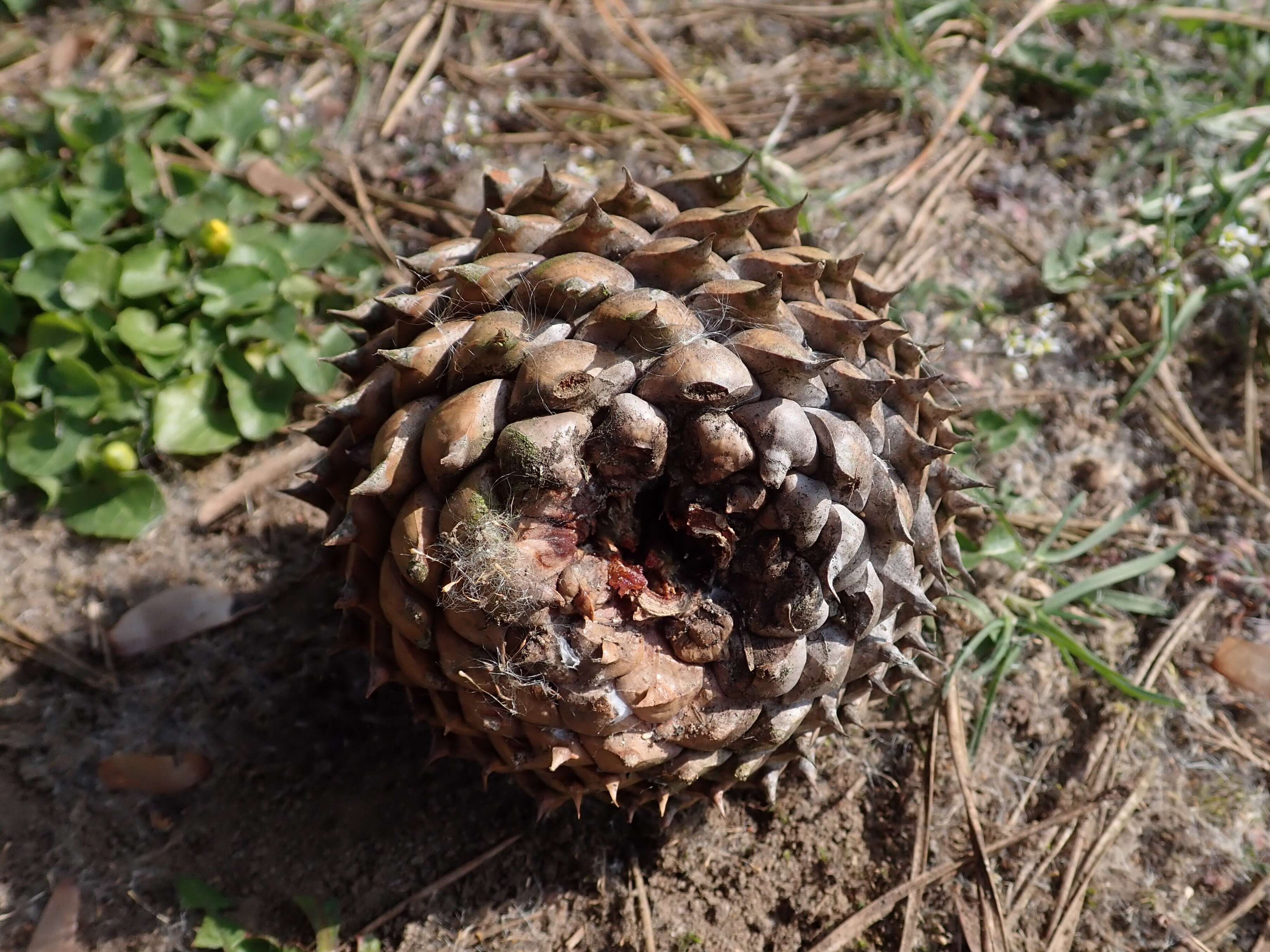 Image of Hickory Pine