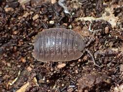 Image of Isopod