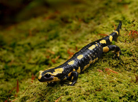 Image of Common Fire Salamander