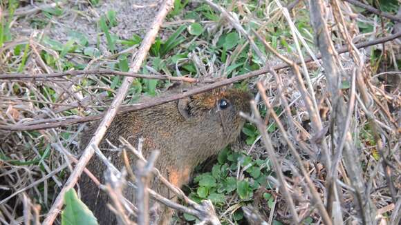 Image of Brazilian Guinea Pig