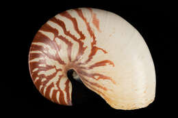 Nautilus pompilius Linnaeus 1758 resmi