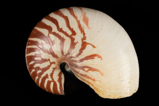 Image of chambered nautilus