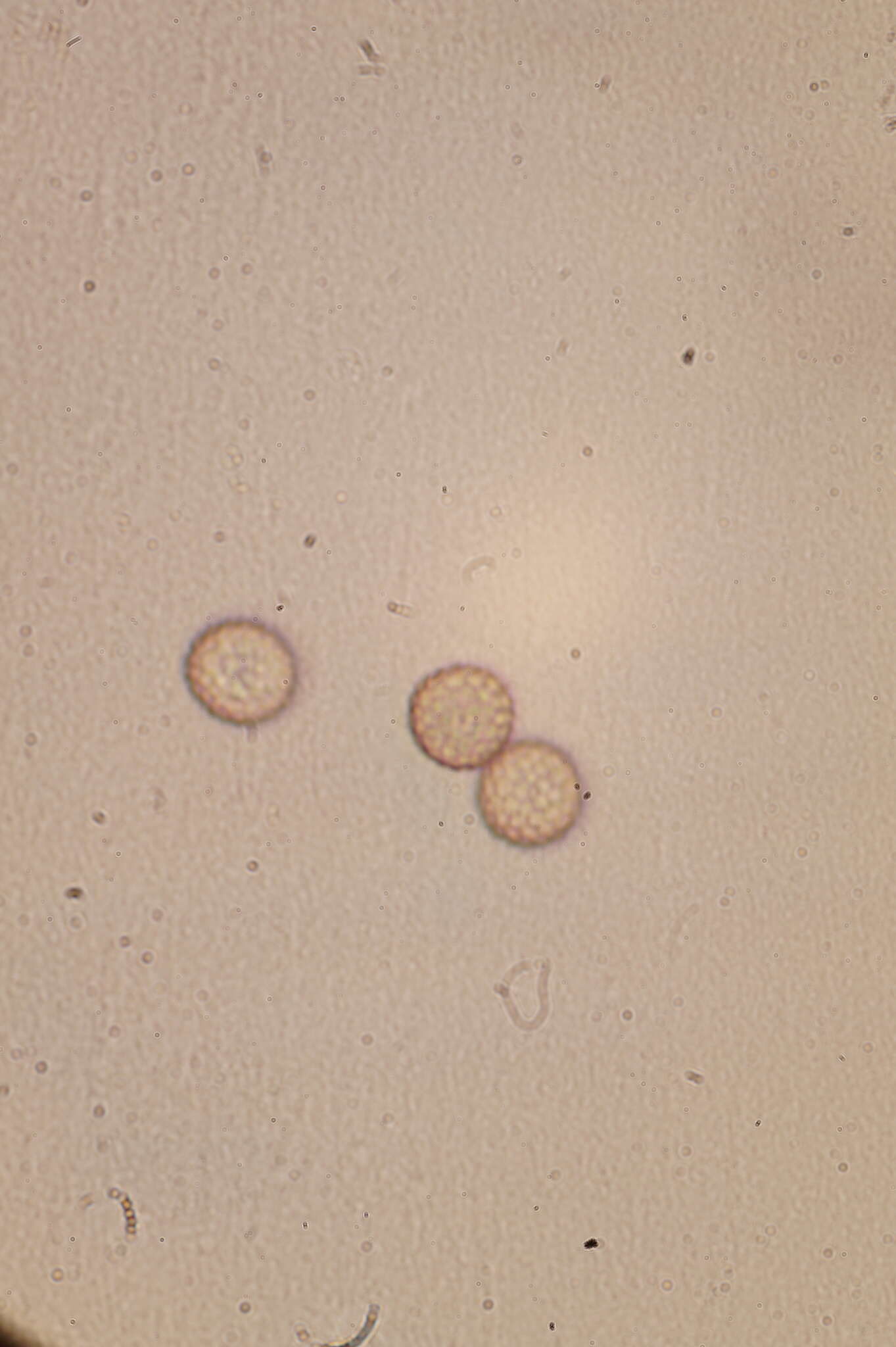 Image of Microbotryum violaceum (Pers.) G. Deml & Oberw. 1982