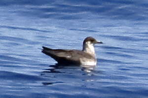 Image of Arctic Skua