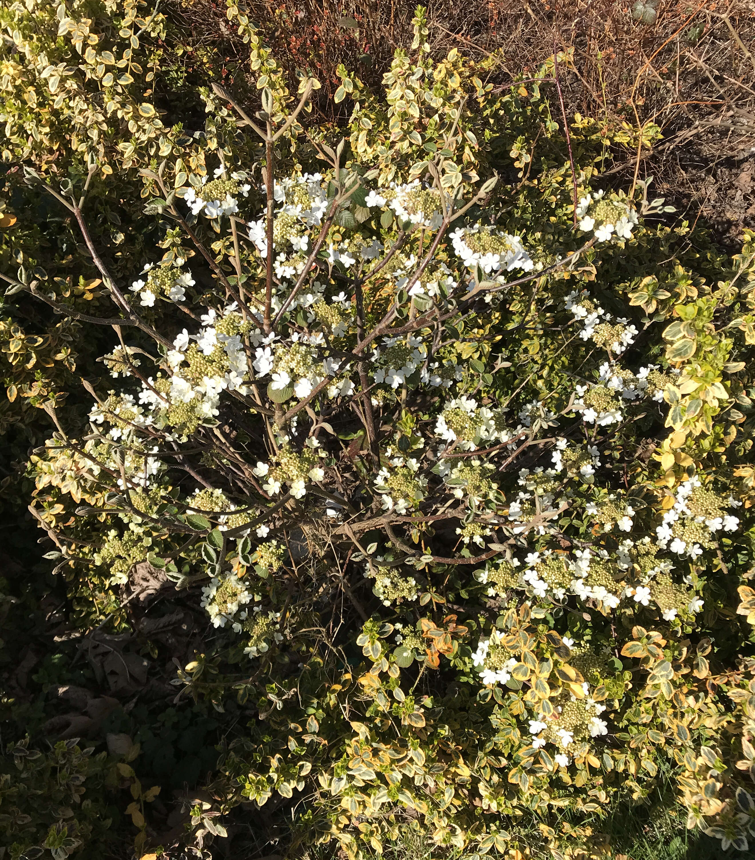 Imagem de Viburnum furcatum Bl. ex Hook. fil. & Thoms.