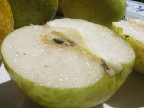 Image of Chinese pear