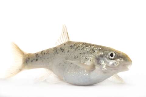 Image of Speckled Dace