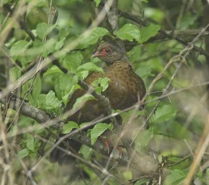 Image of Red-necked Francolin