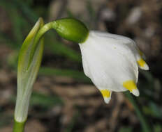 Image of Spring Snowflake