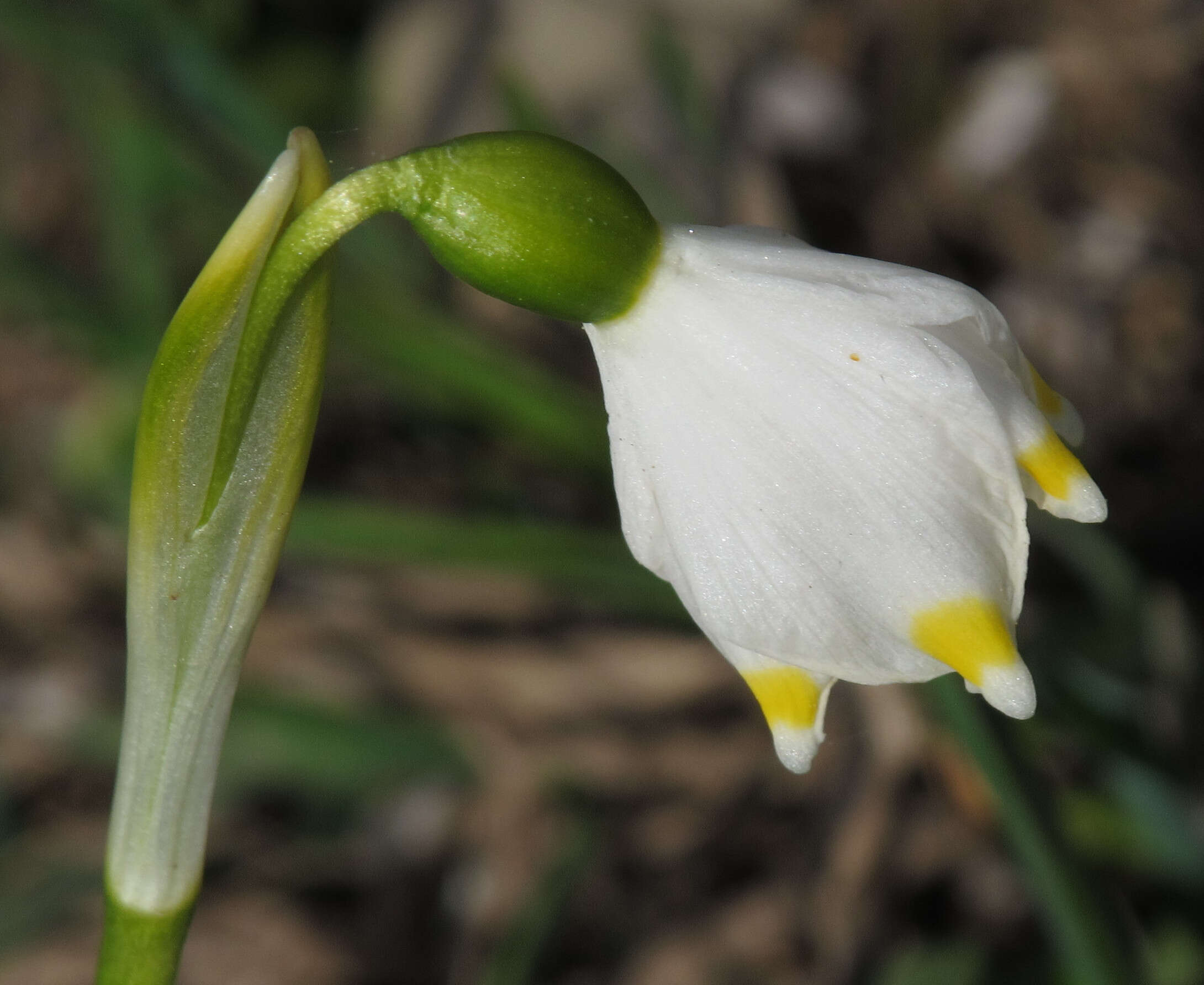 Image of Spring Snowflake