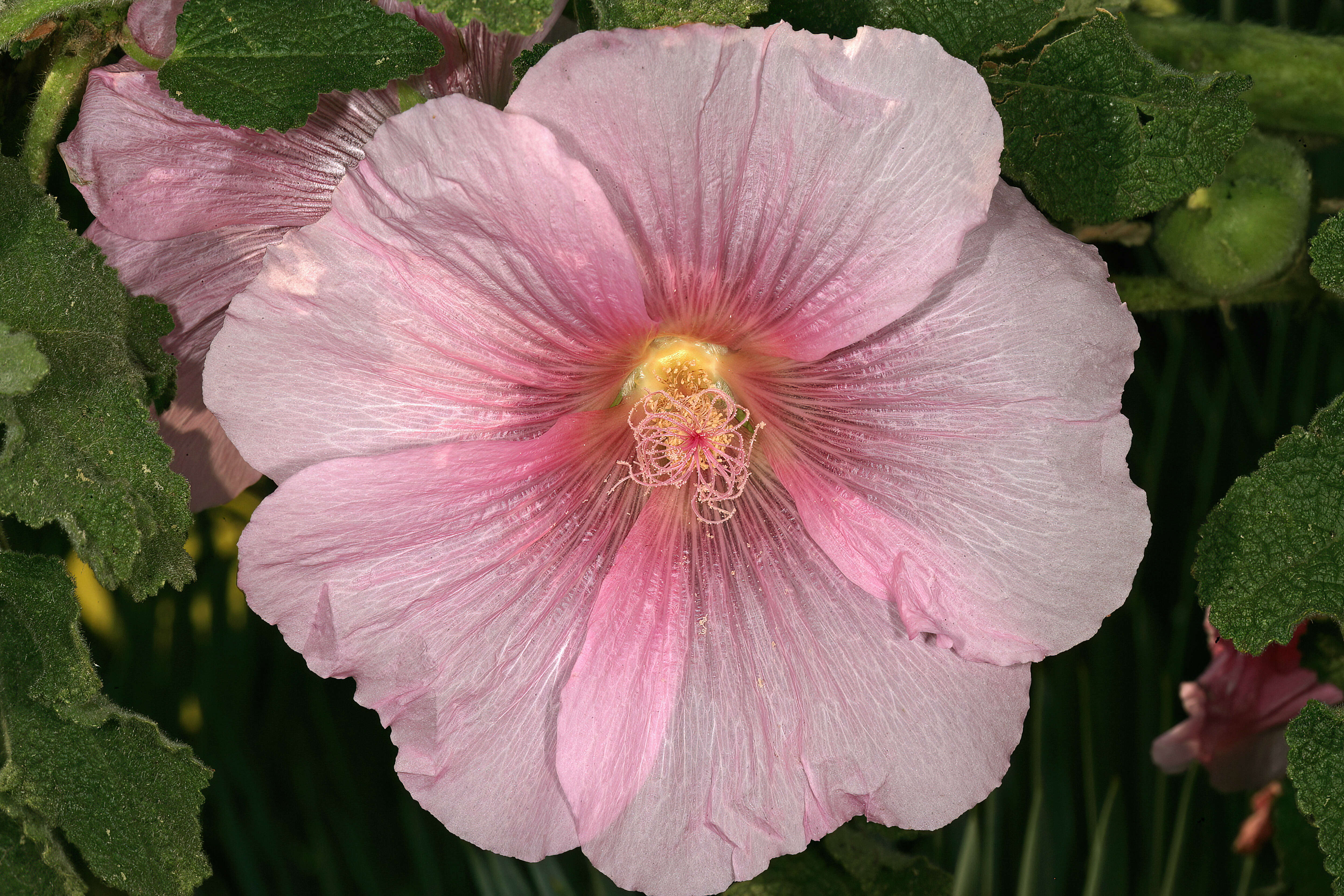 Image of hollyhock