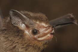 Image of Thomas's Sac-winged Bat