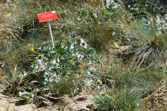 Image de Panicaut de mer