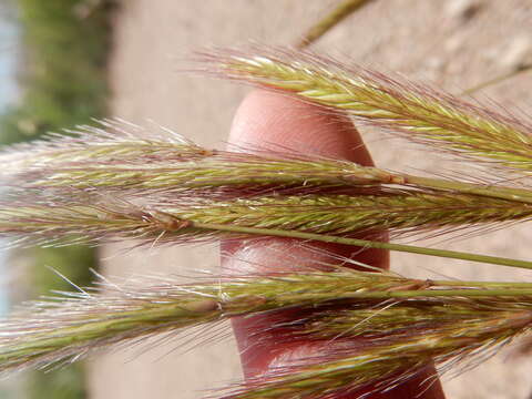 Image of meadow barley