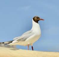 Image of Black-headed Gull