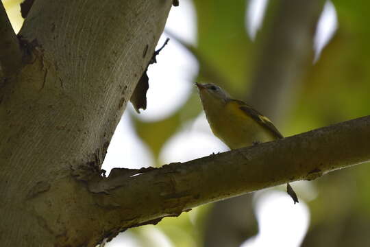 Imagem de Setophaga ruticilla (Linnaeus 1758)