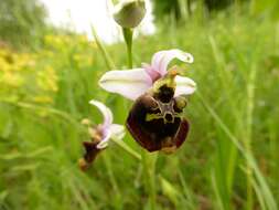 Image of Ophrys holosericea