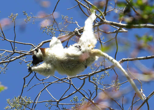 Image of Verreaux's Sifaka