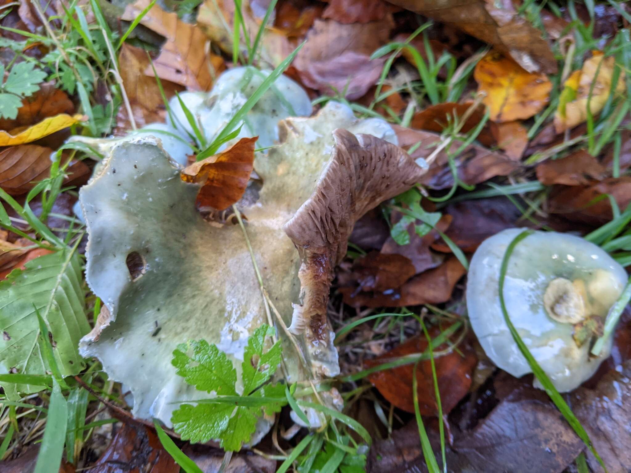 Image of Stropharia caerulea Kreisel 1979