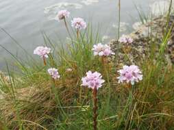 Image of thrift seapink