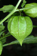 Image of cutleaf groundcherry