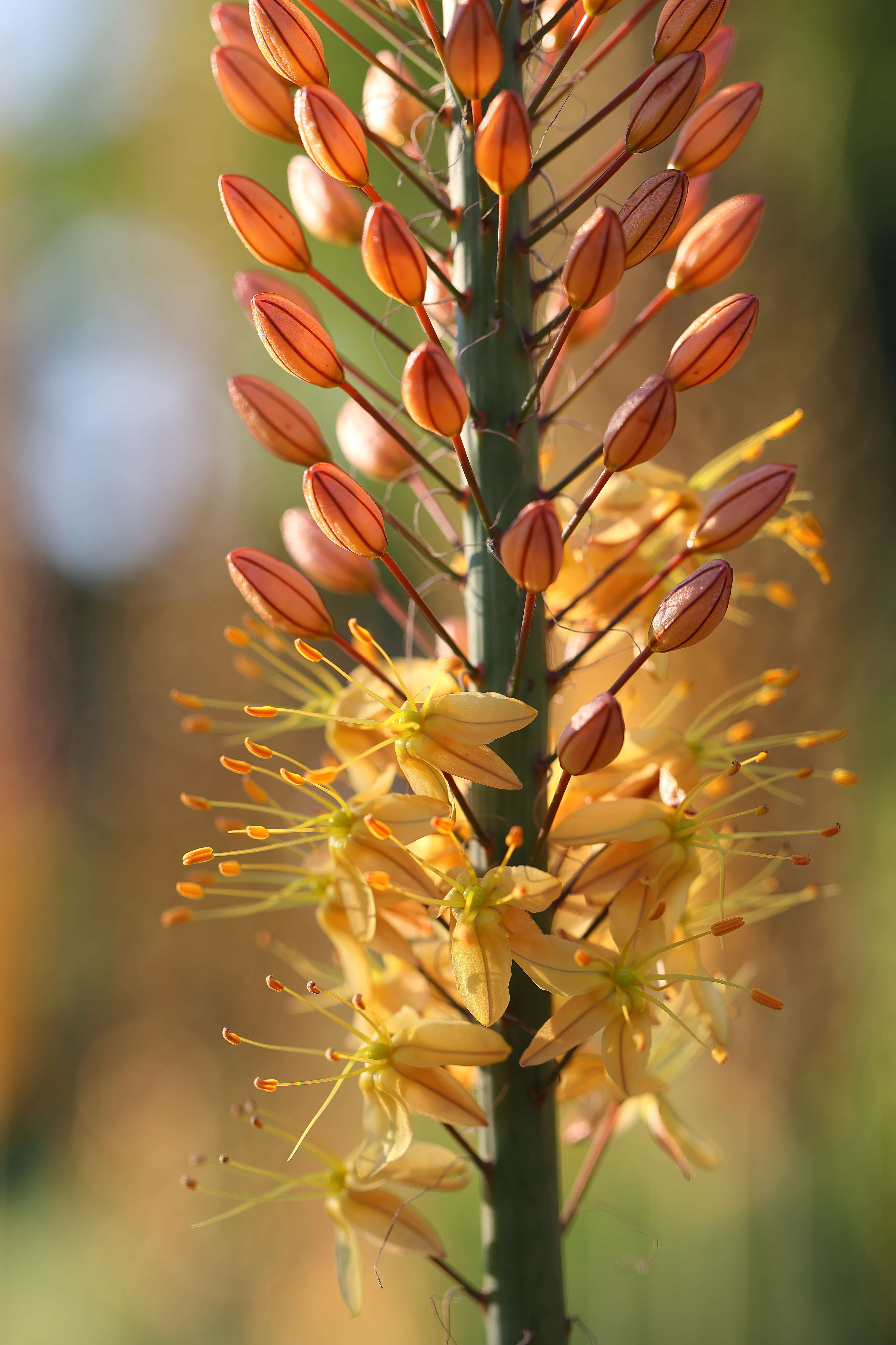 Plancia ëd Eremurus stenophyllus (Boiss. & Buhse) Baker