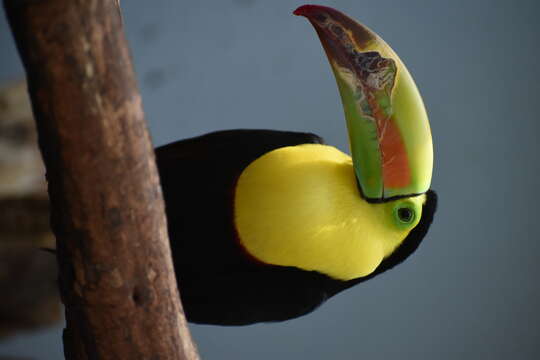 Image of Keel-billed Toucan