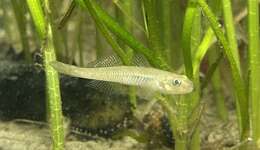 صورة Gymnogobius