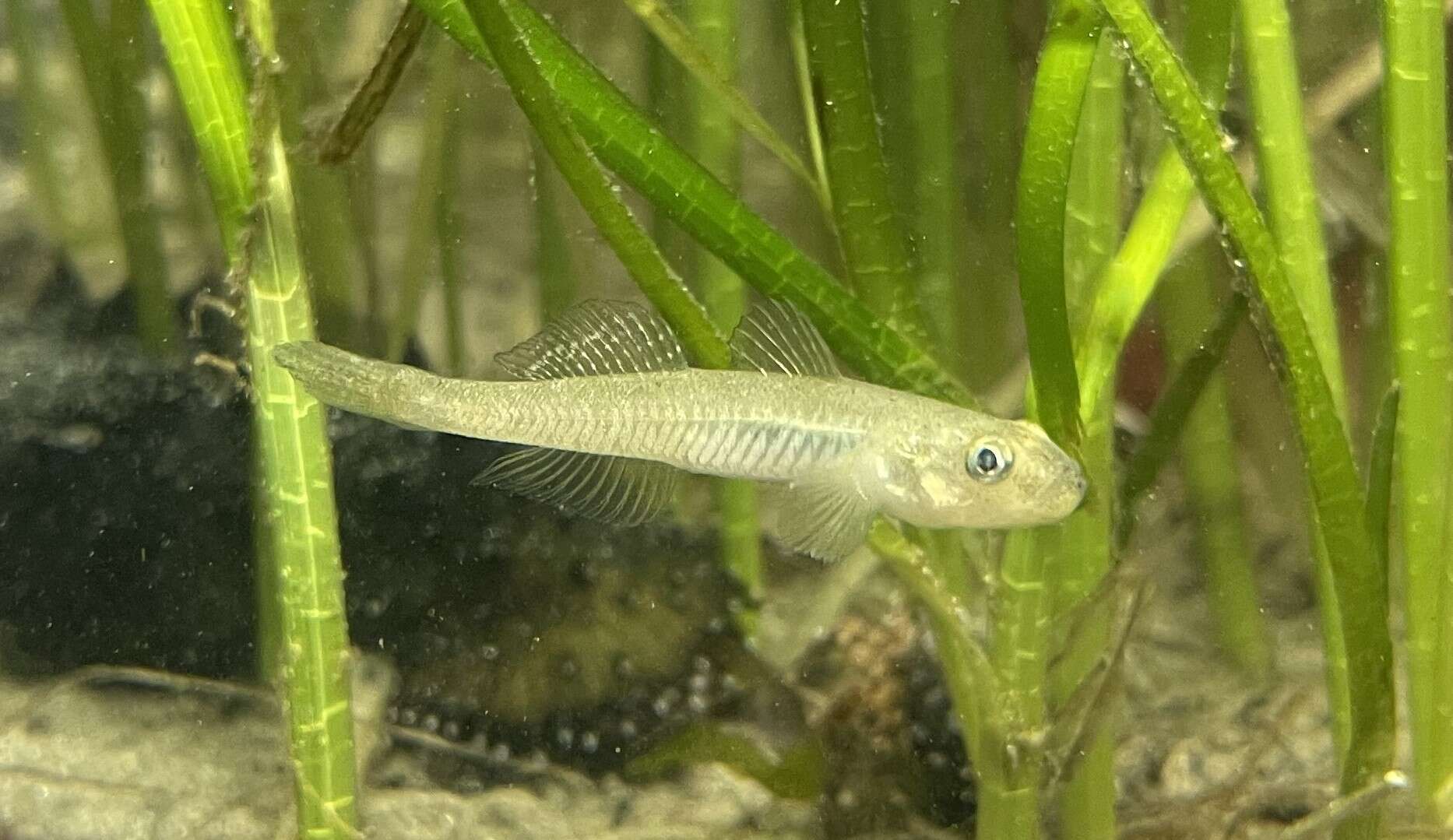 Image of Gymnogobius