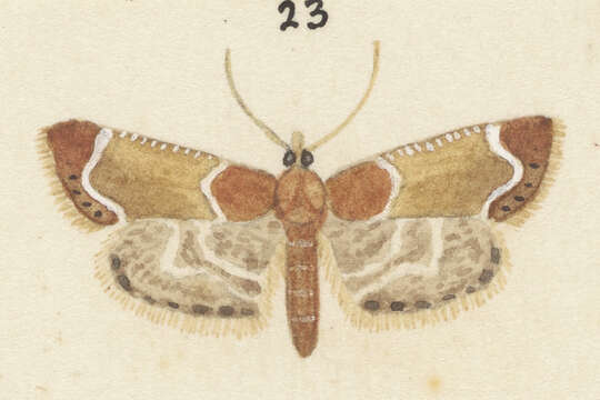 Image of Meal Moth