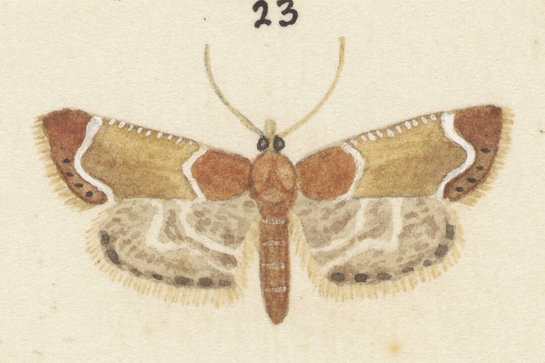 Image of Meal Moth