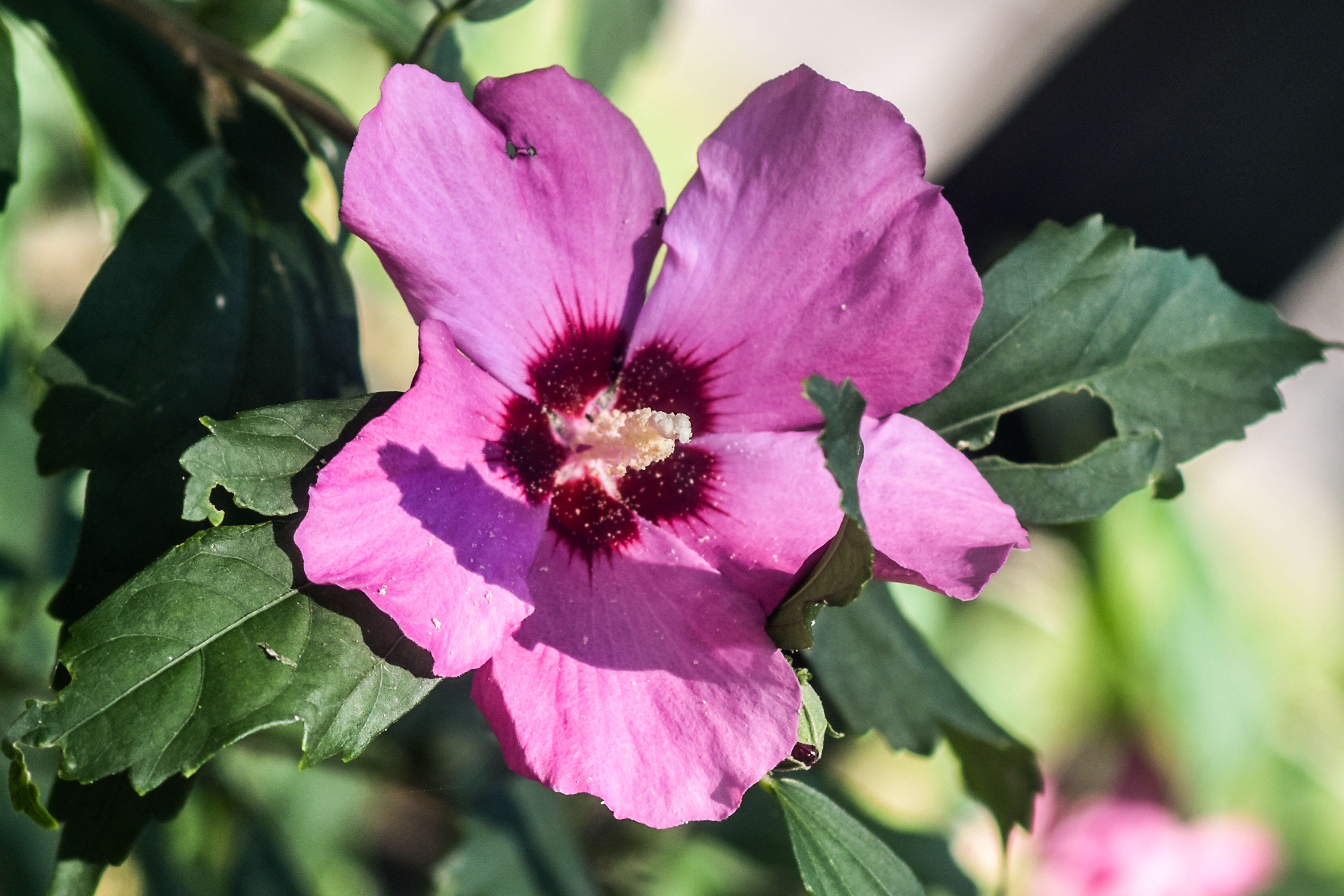 Imagem de Hibiscus syriacus L.