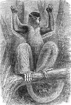 Imagem de Propithecus coronatus A. Milne-Edwards 1871