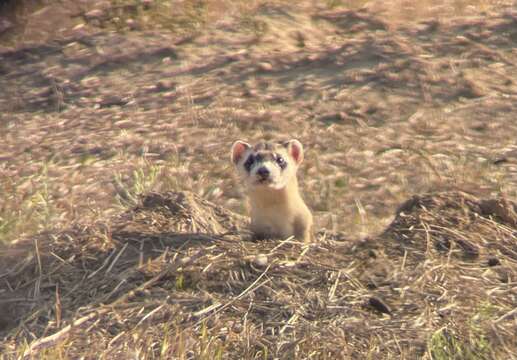 Image of Black-footed Ferret