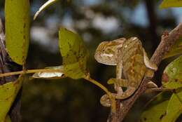 Image of Common African Flap-necked Chameleon