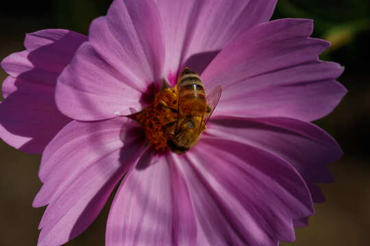 Image of Apis cerana japonica