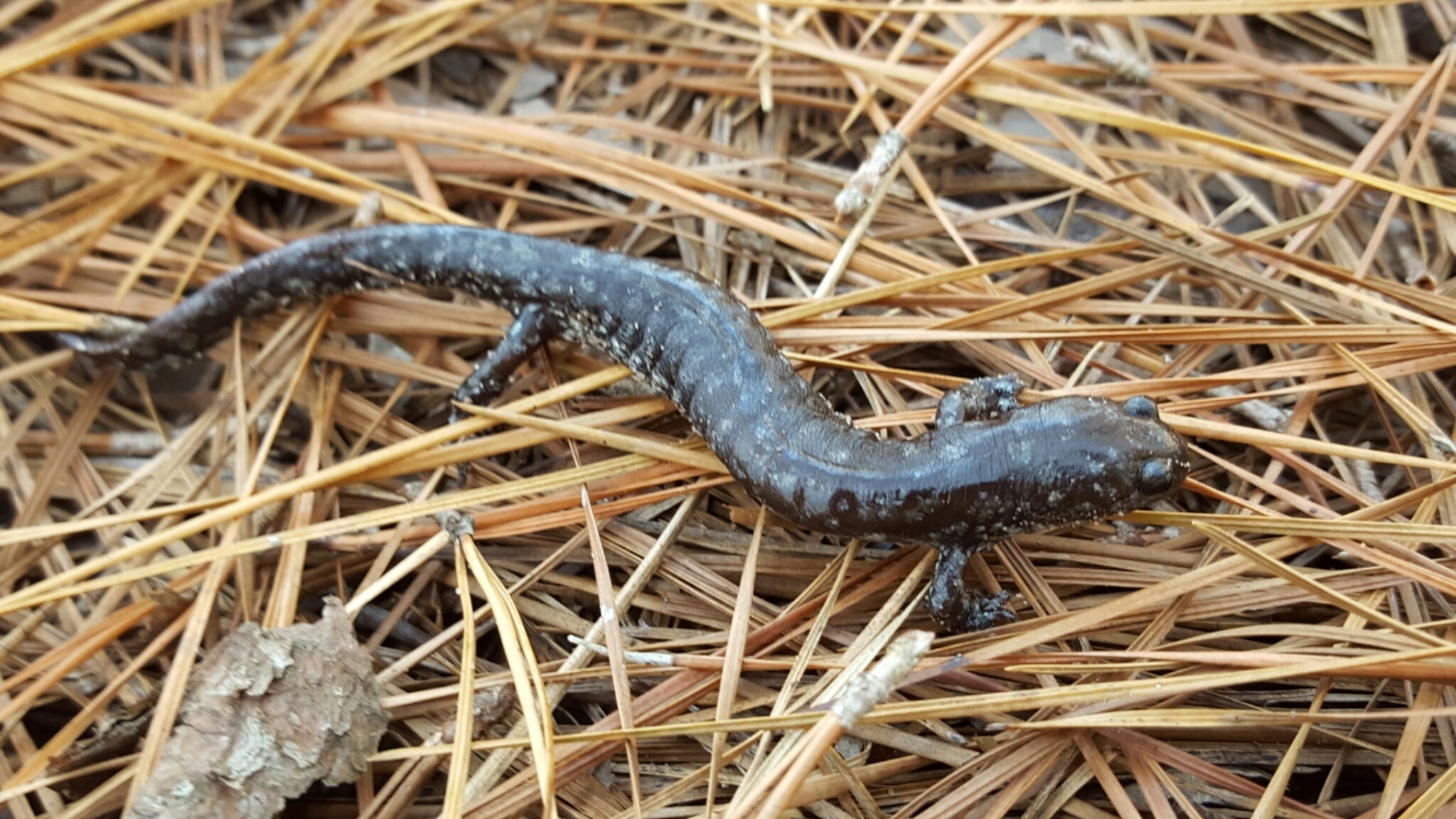 Image of Smallmouth Salamander
