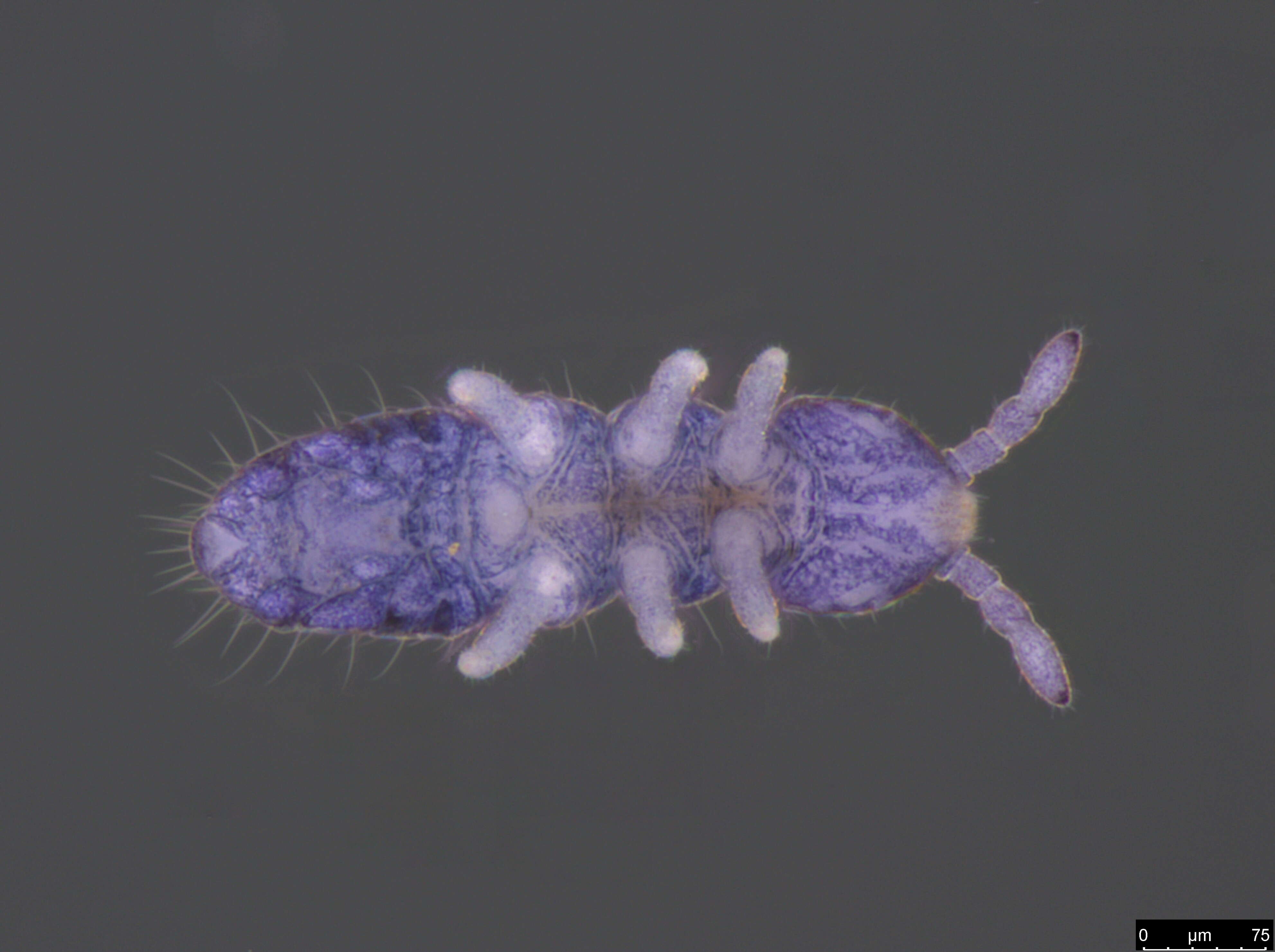 Image of Poduromorpha